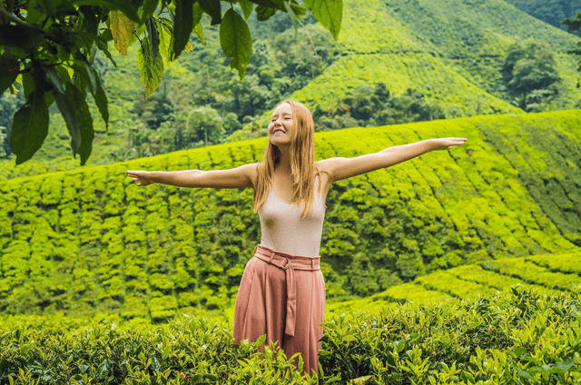Visit Tea Plantation