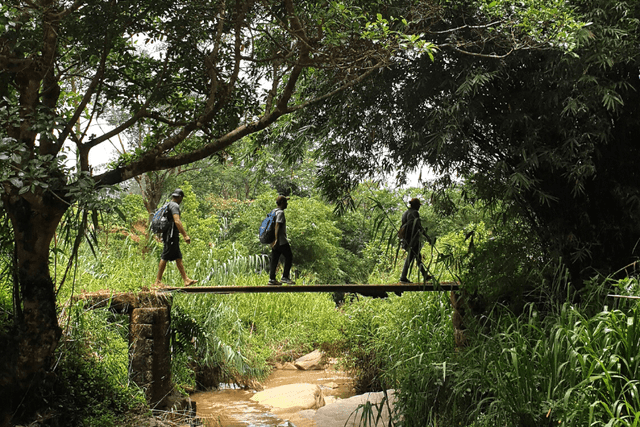 The Pekoe Trail