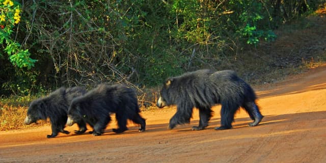 Sloth Bears in Yala