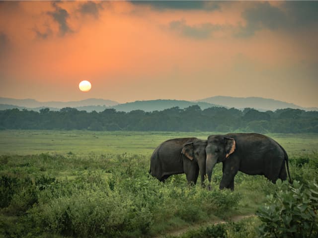 Minneriya National Park