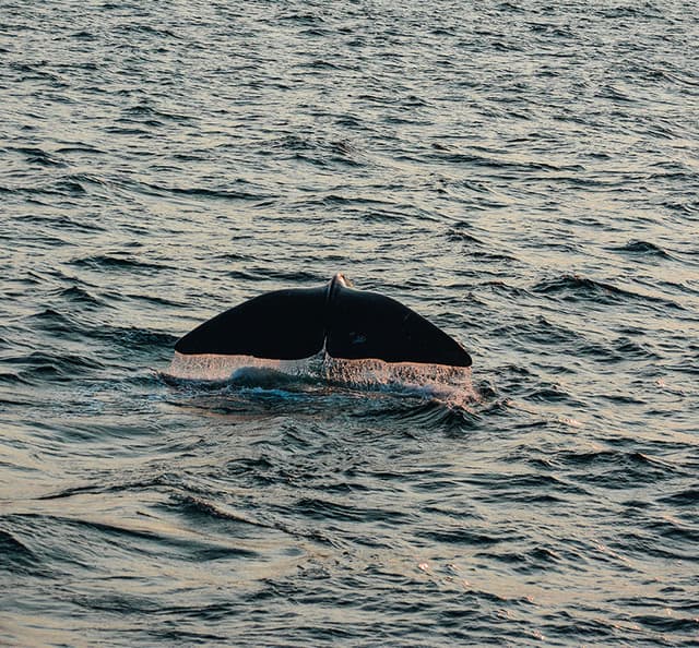 Blue Whales at Mirissa