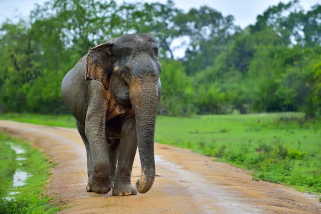 Wild Elephants