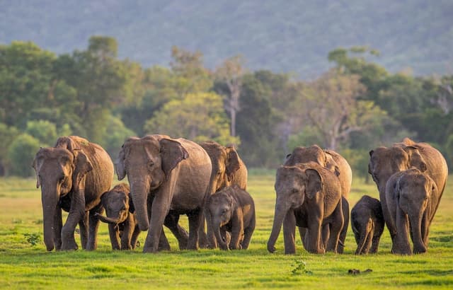 Elephants in Yala