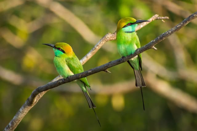 Birds in Yala