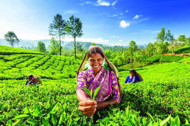 Tea Plantation