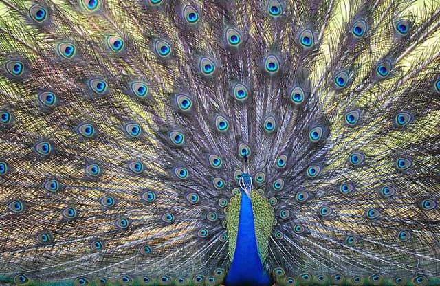 Peacock Dancing