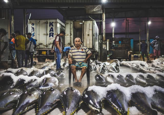 Negombo Fish Market