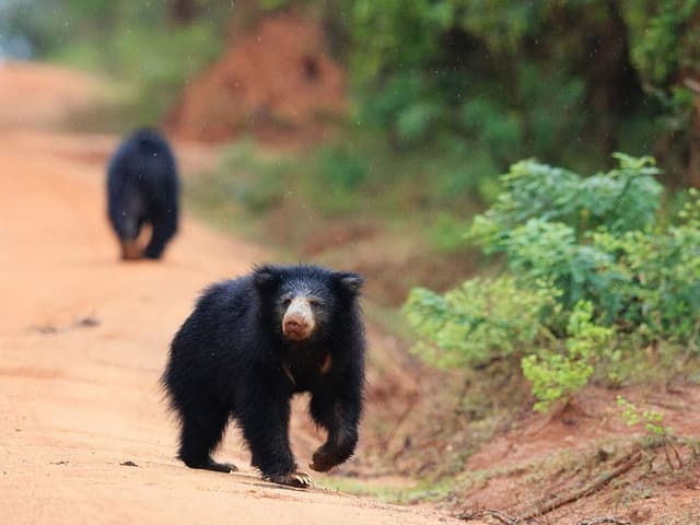 Explore Sloth Bears