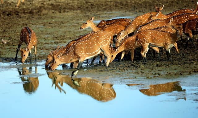 Spot Deers in Yala