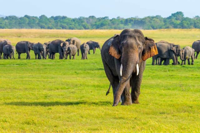 Elephant Roaming