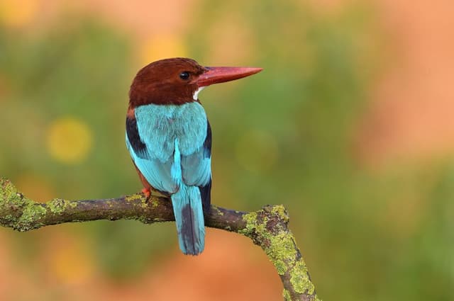 Kingfisher