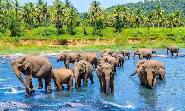 Herd at the River