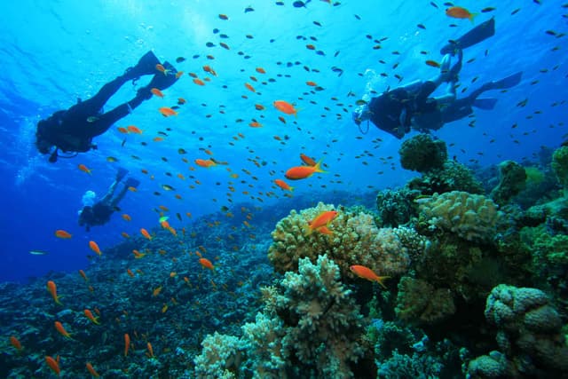 Underwater Sea Life