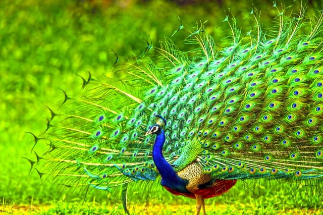 Peacock Dances