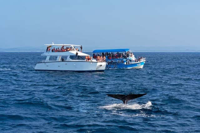 Whale Watching