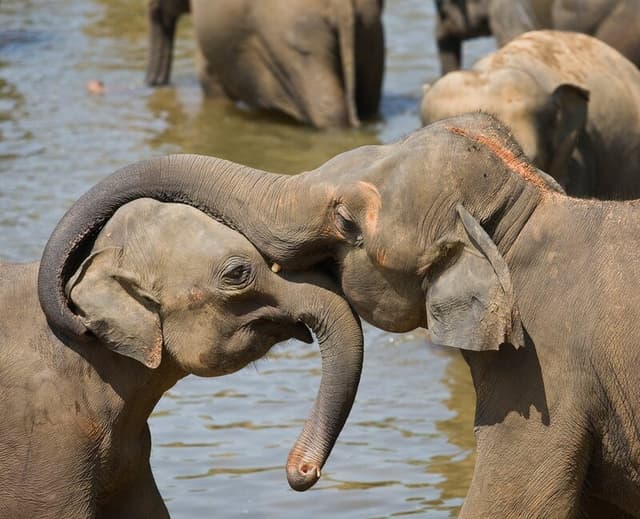 Elephants