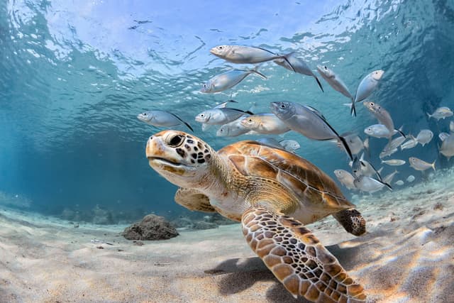 See Sea Turtles