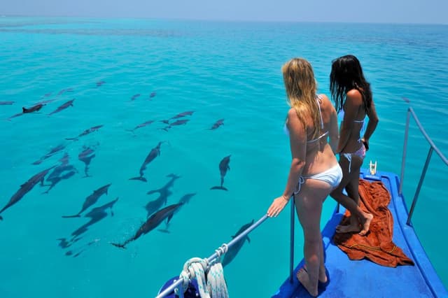 Dolphin Watching