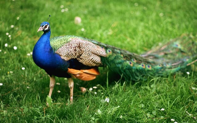A Peacock In the Wild