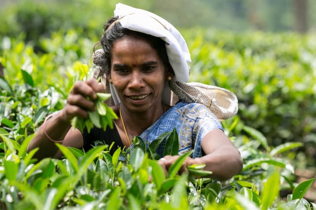 Low Grown Tea
