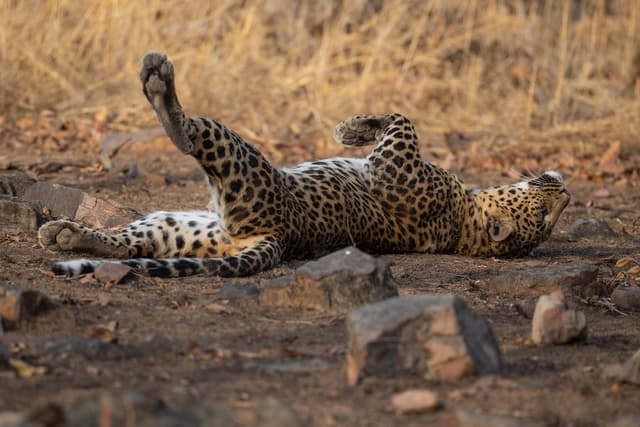Resting Leopard