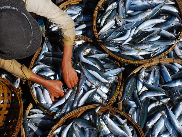 Negombo Fish Market