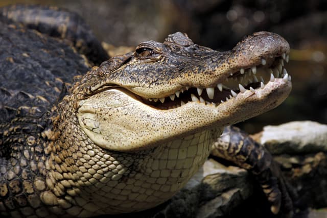 Giant Crocodiles
