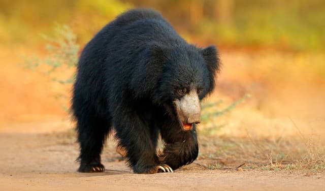 Bear on a Wild Road