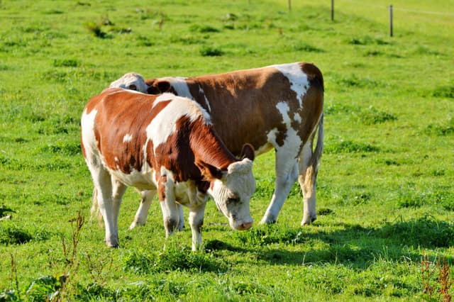 Grazing Cow