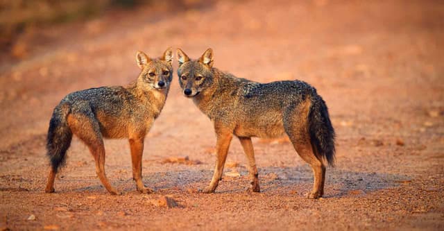 See Brown Jackals 