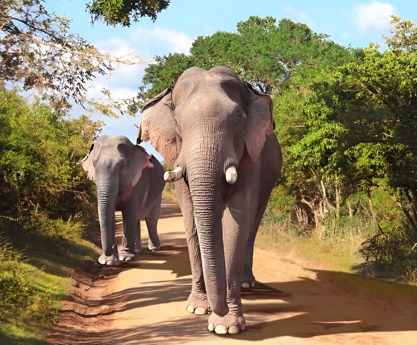 Sri Lanka