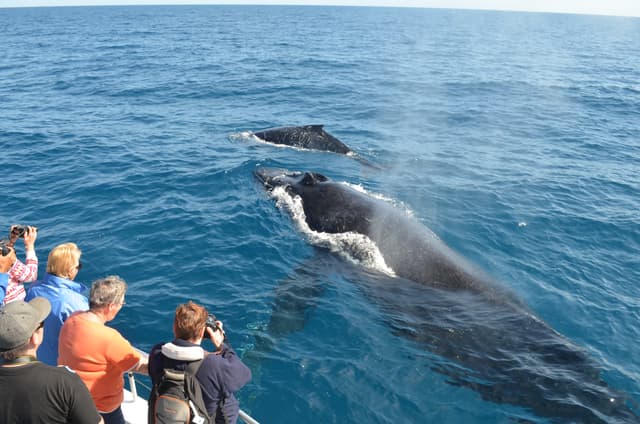 Whale Watching 