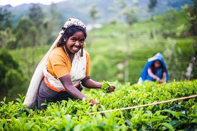 Tea Plantation