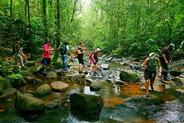 Forest Crossing
