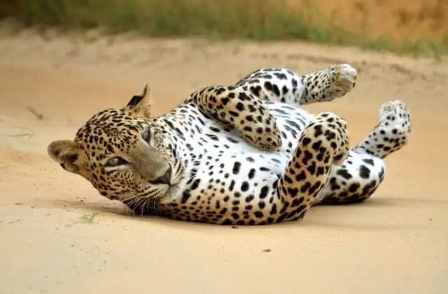 A Graceful Leopard