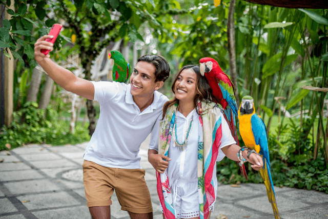 Bird Paradise