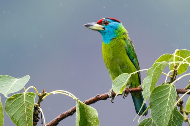 A Kingfisher In a Tree