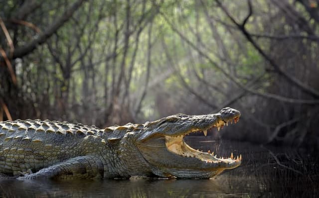 Crocodiles