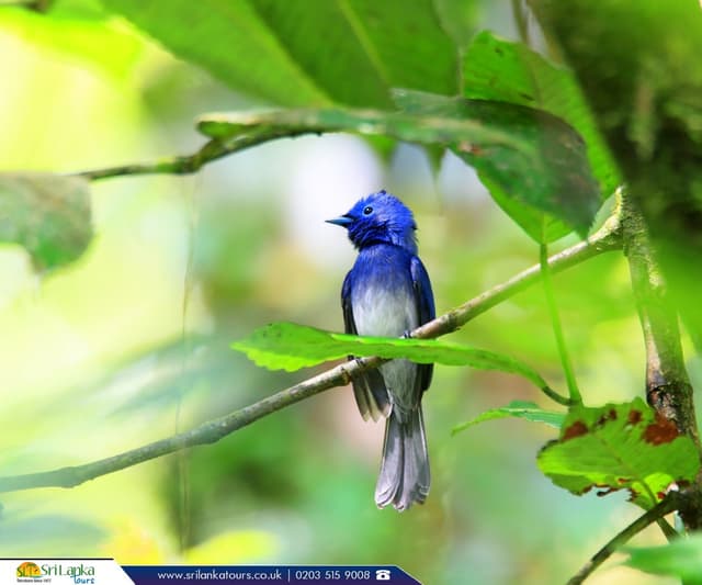 A Vibrant Blue Bird