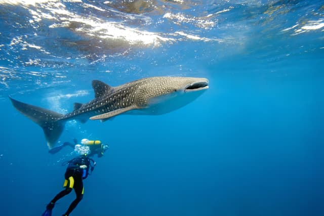 Diving