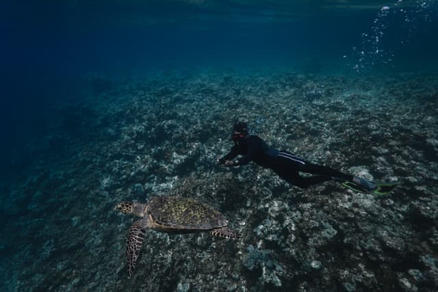Diving