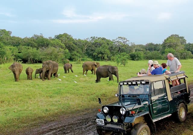 Wild Safari
