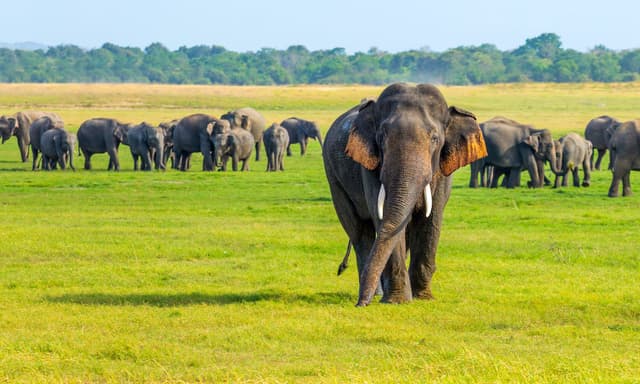 Wild Elephants Watch