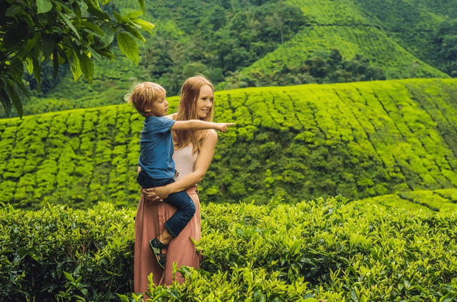 Tea Field Vista