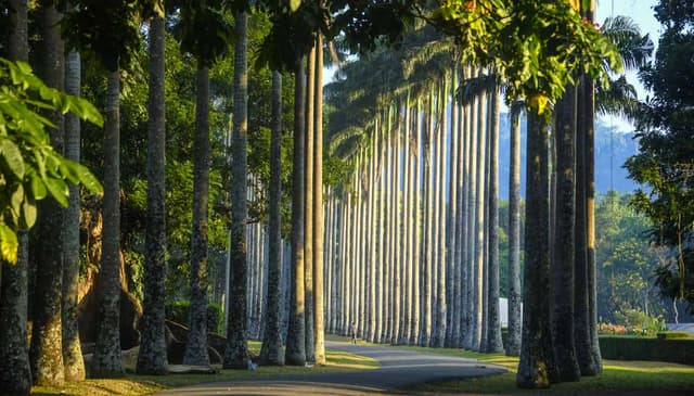 Royal Palm Avenue
