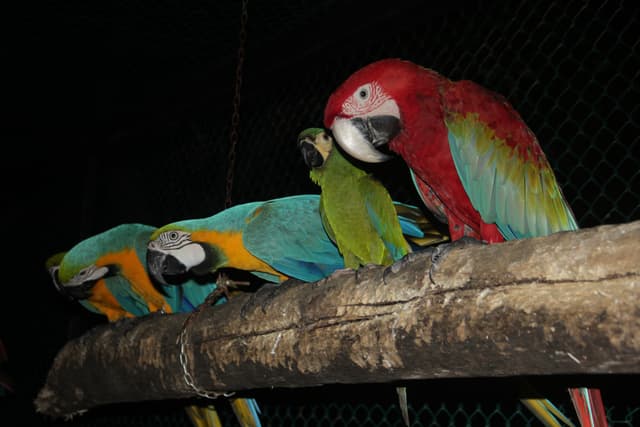 Hambantota Birds park