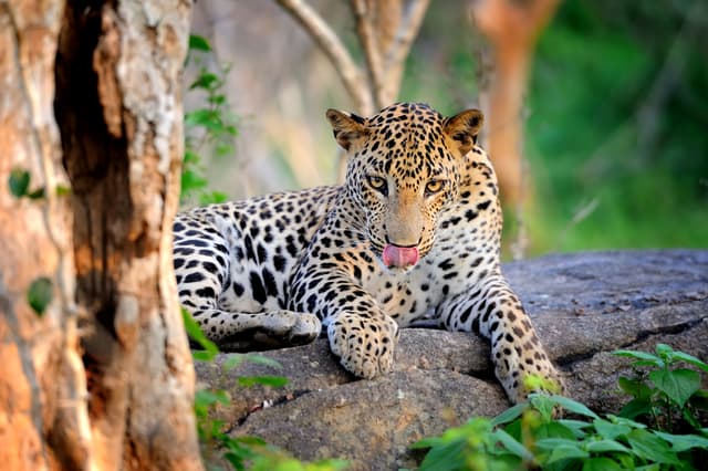 A Leopard Resting