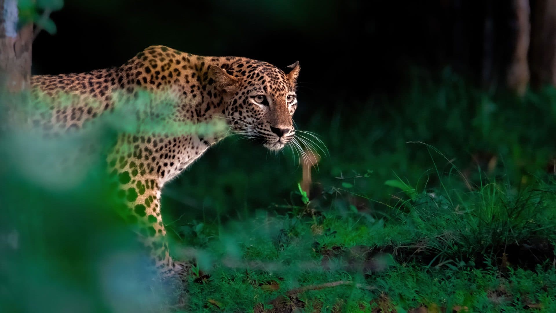 https://olanka-strapi-live-s3.s3.ap-southeast-1.amazonaws.com/Leopards_in_Yala_b9a579de6c.jpg