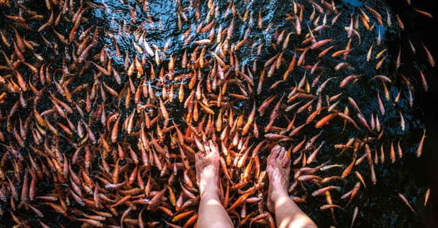 FIsh Therapy Session