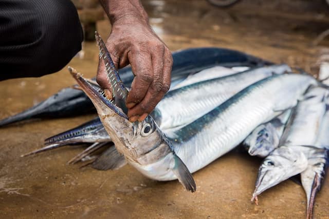 Fresh Fish